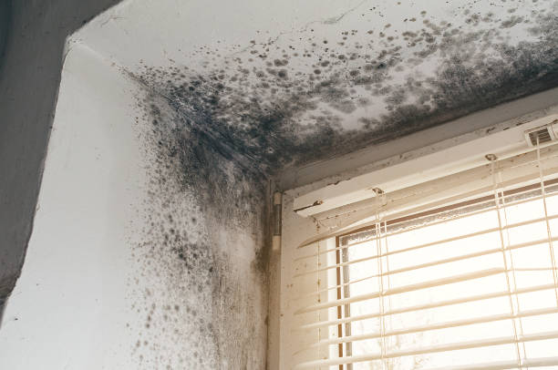 Affordable Black Mold Remediation solutions in Nicktown, PA